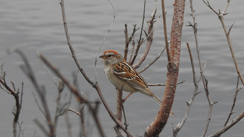 American Tree Sparrow - ML605271781