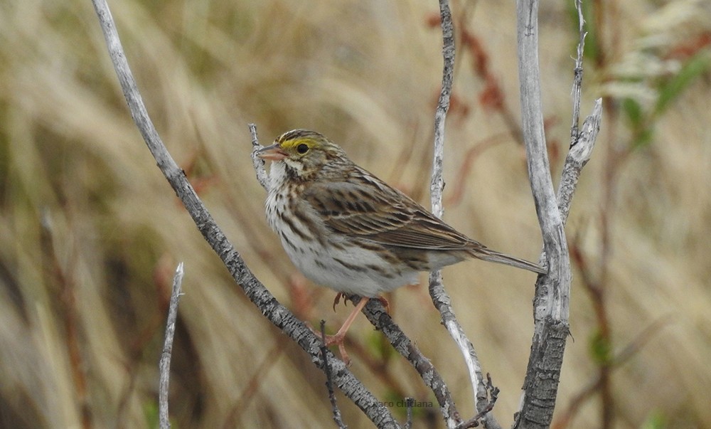 Savannah Sparrow - ML605271881