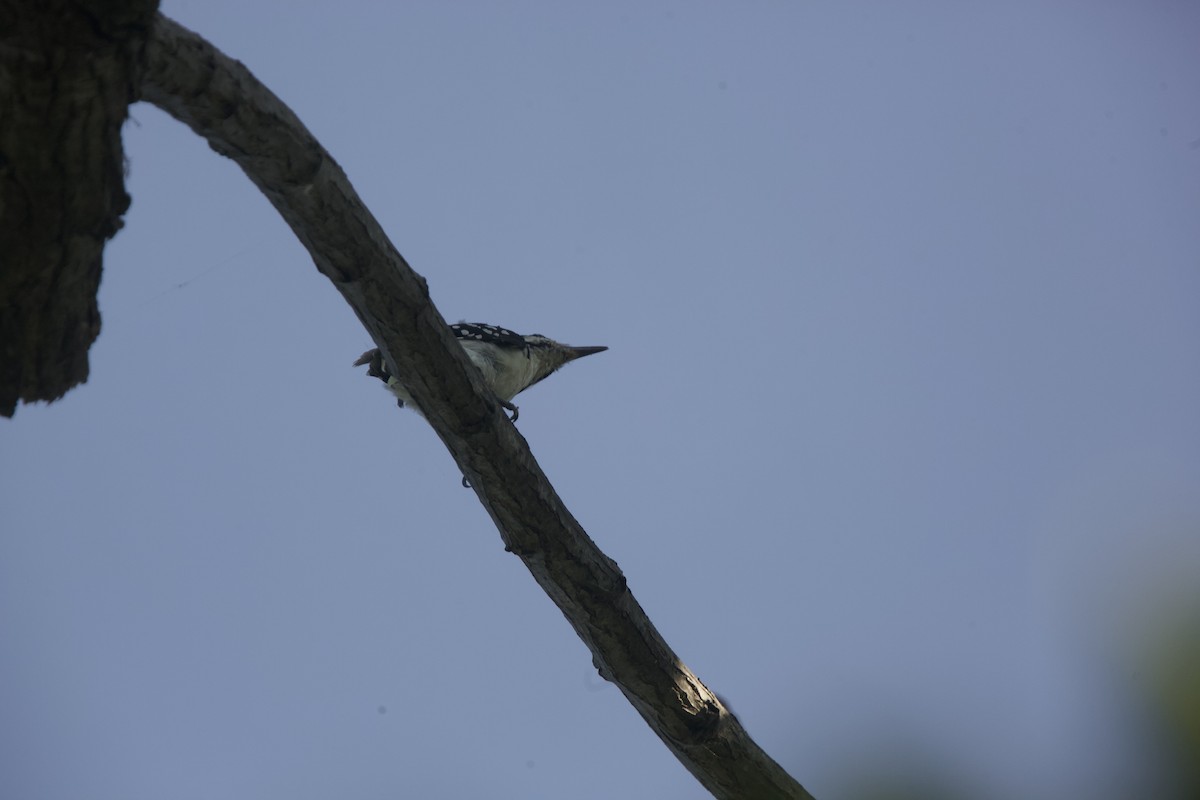 Hairy Woodpecker - ML605272021