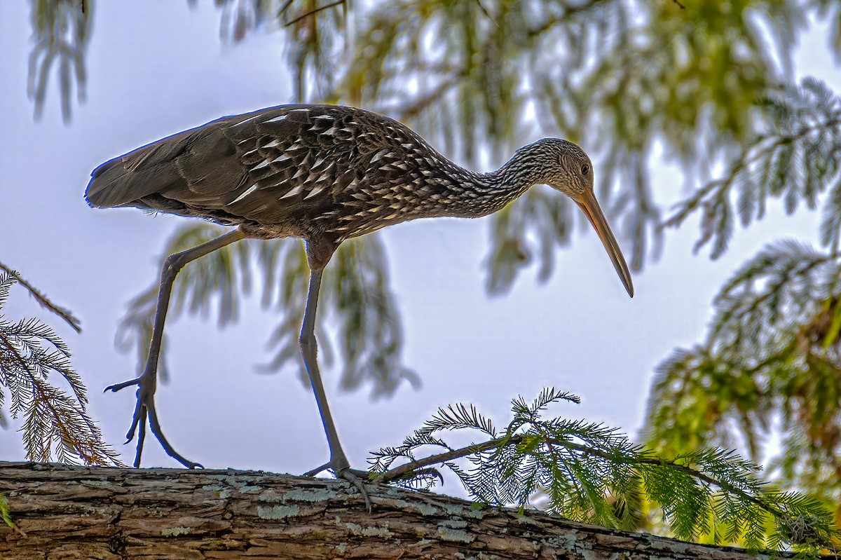 Limpkin - ML605272391