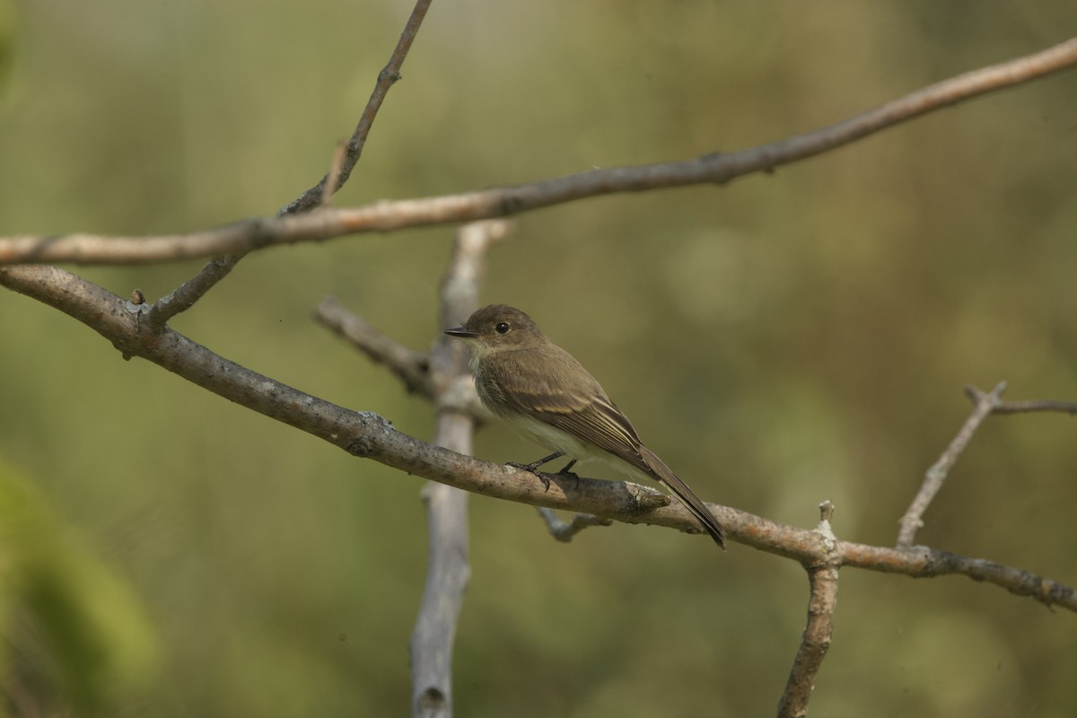 Eastern Phoebe - ML605272431