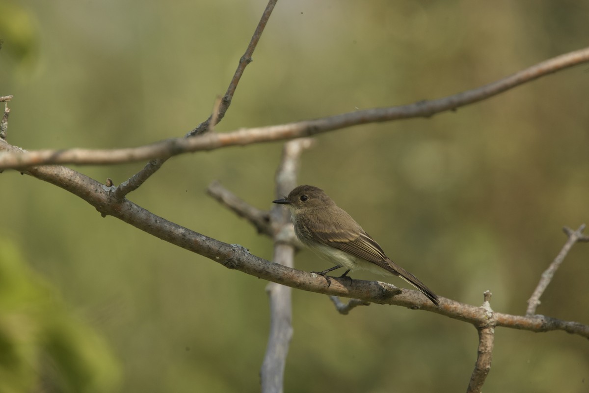 Eastern Phoebe - Paul Miller