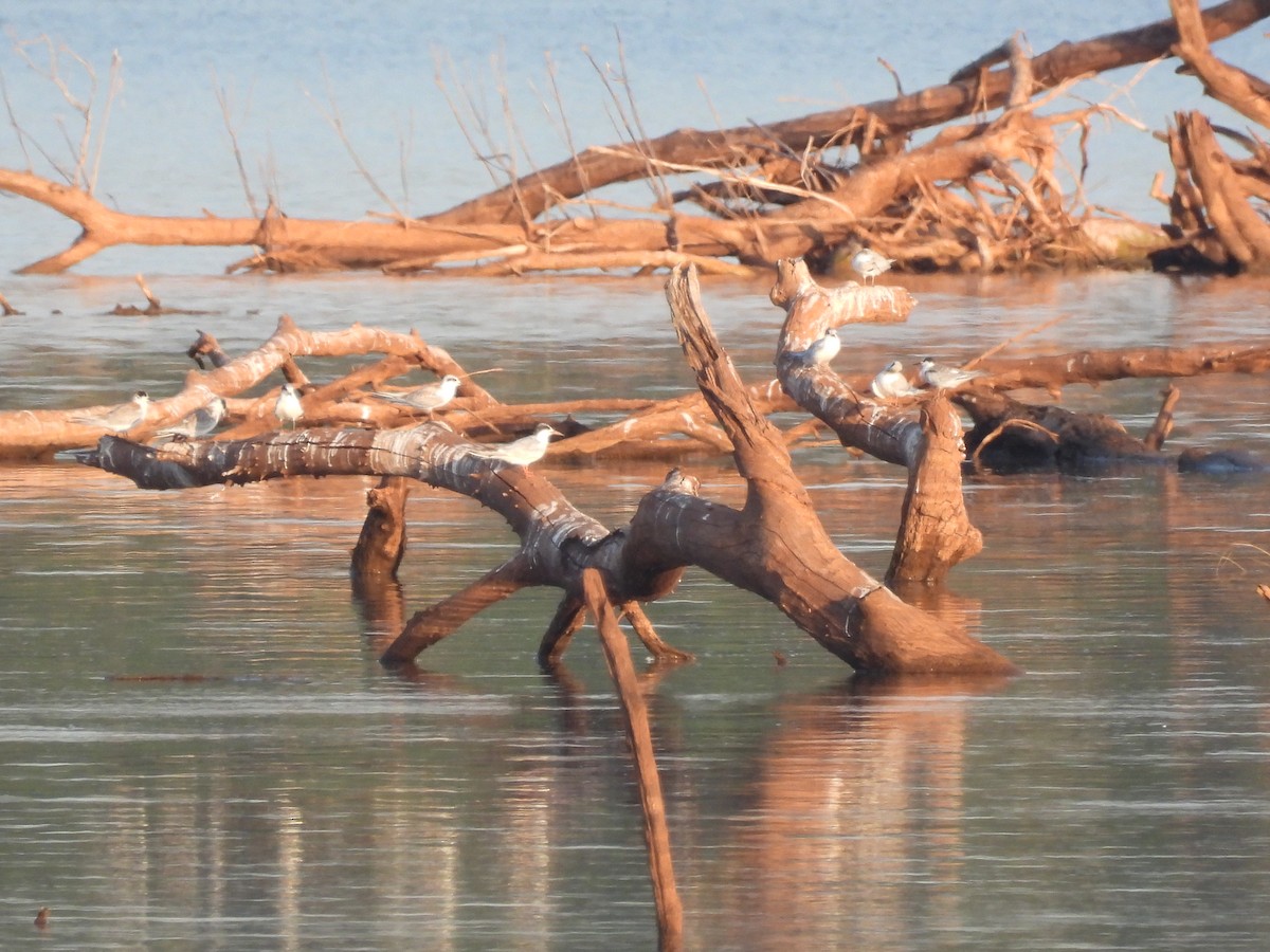 Common Tern - ML605272671