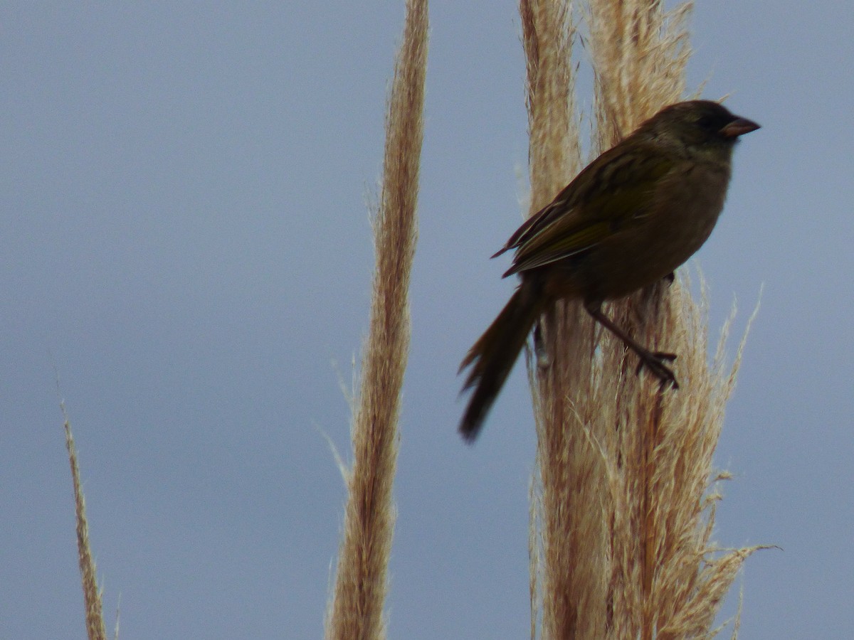 Great Pampa-Finch - ML605272771