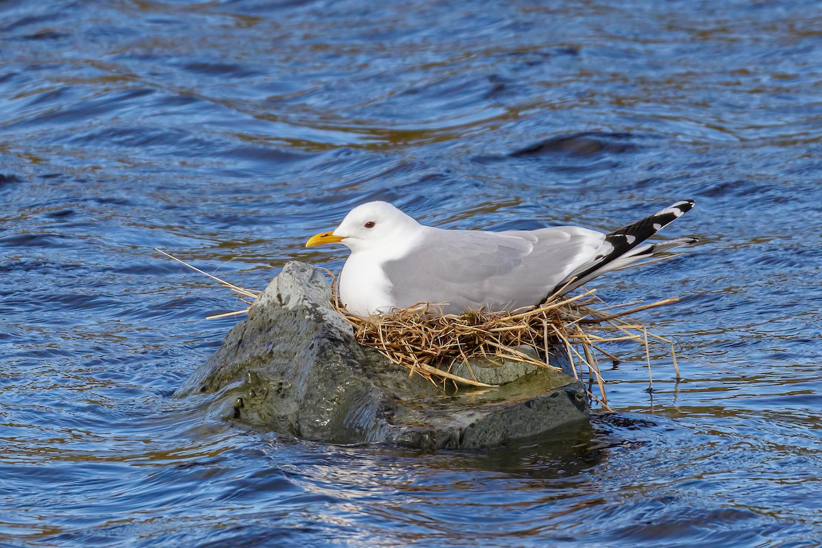 Common Gull - ML605272781