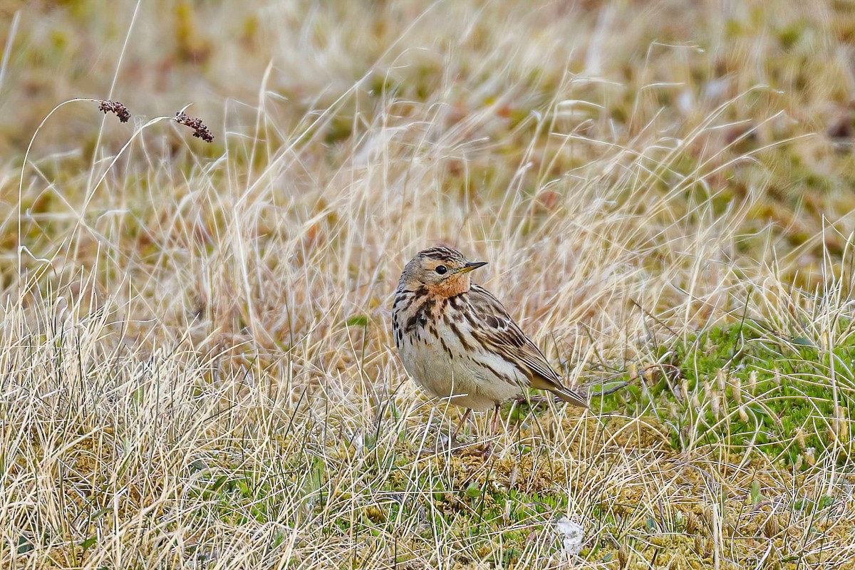 Red-throated Pipit - ML605272951