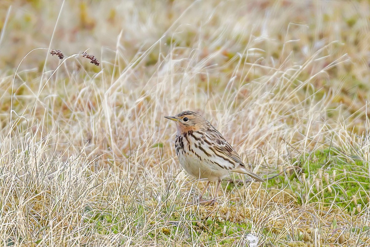 Red-throated Pipit - ML605273051