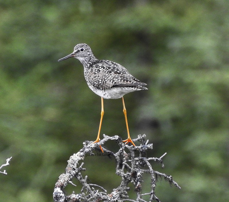 Lesser Yellowlegs - ML605273081