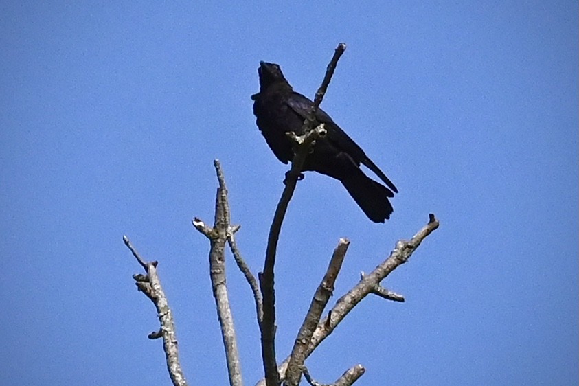American Crow - ML605274001