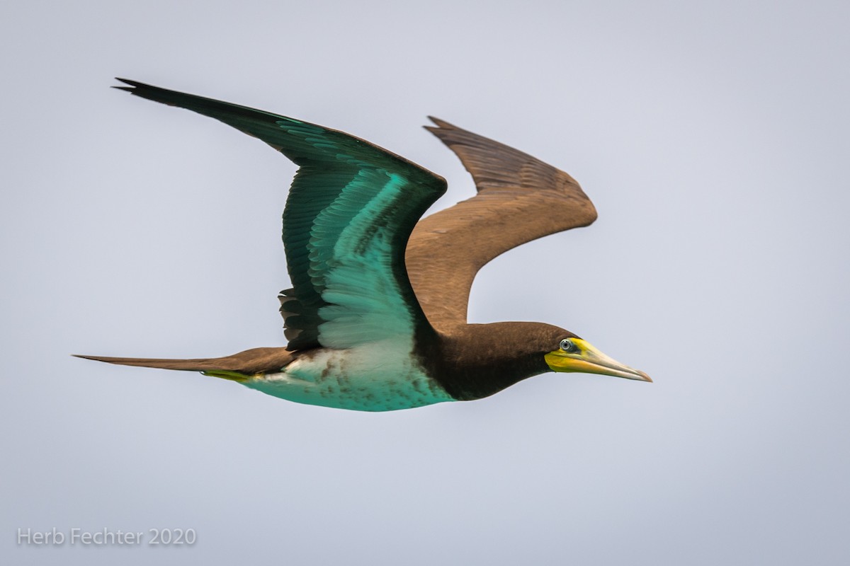 Brown Booby - ML605274891