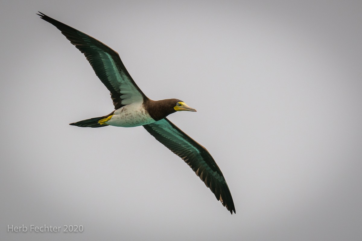 Brown Booby - ML605274901