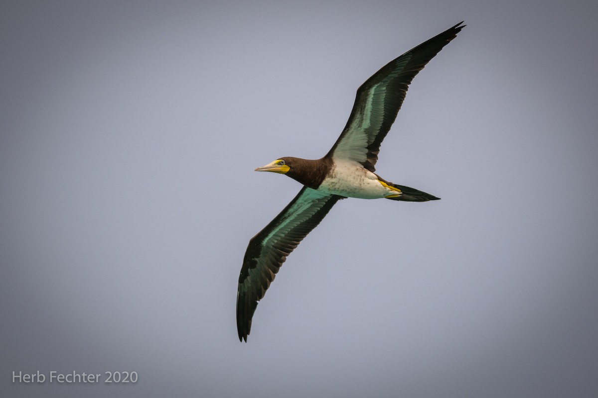 Brown Booby - ML605274911