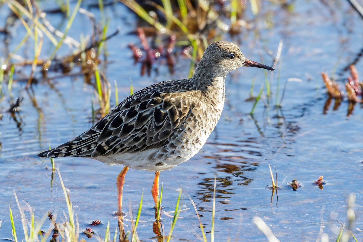 Common Redshank - ML605275031