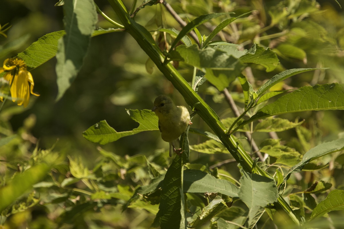 Chardonneret jaune - ML605275111