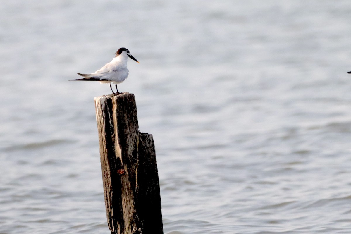 Sandwich Tern - ML605275121