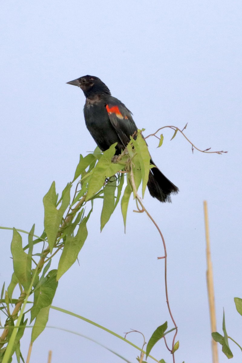 Red-winged Blackbird - Robbin Mallett