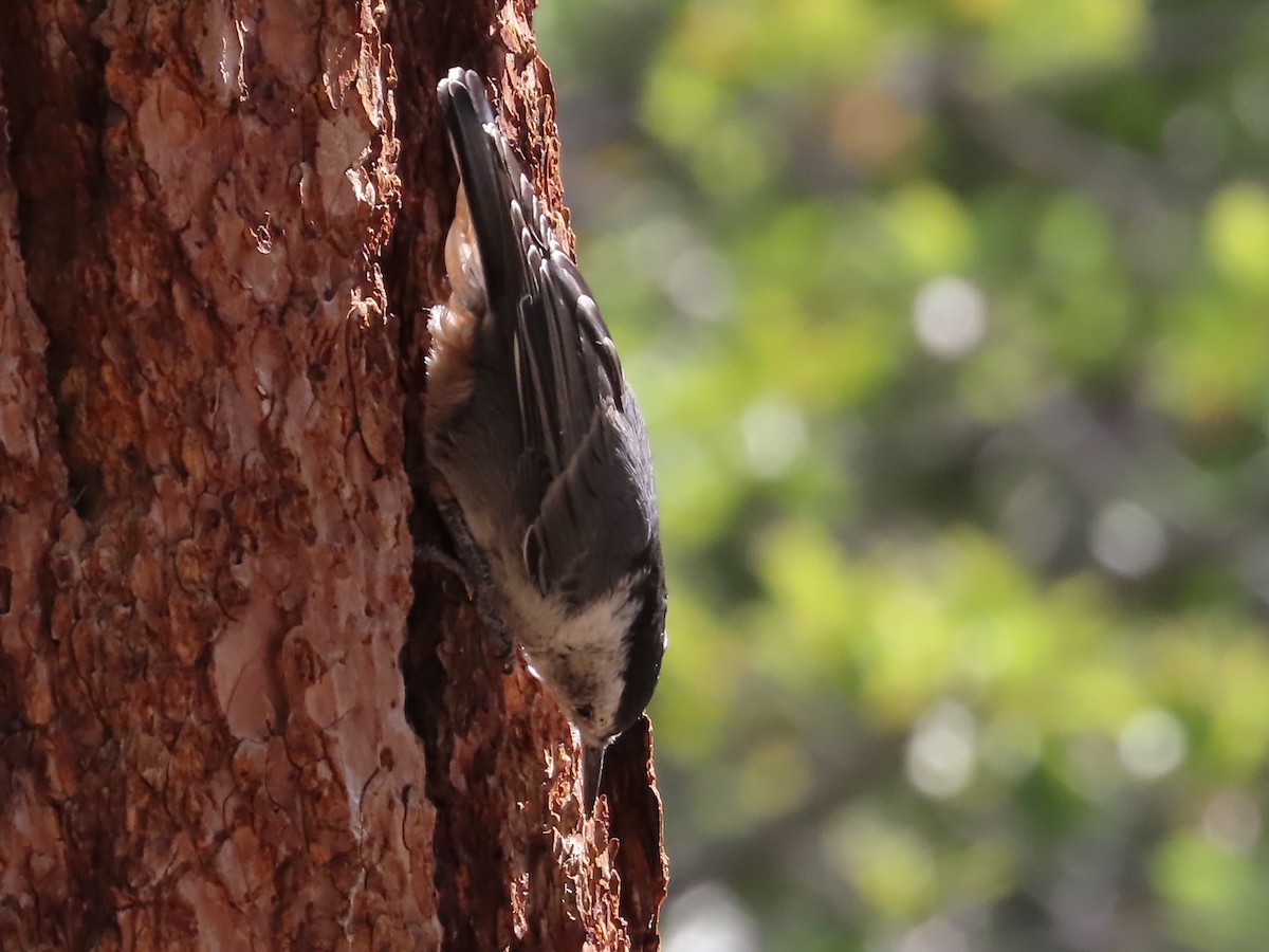 White-breasted Nuthatch - Charles Martinez