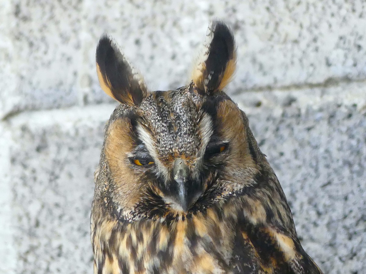 Long-eared Owl - Baltasar Pinheiro