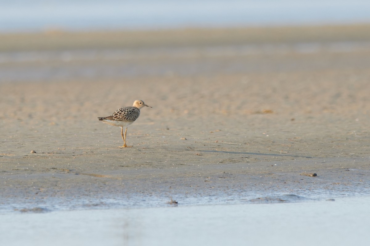 Buff-breasted Sandpiper - ML605277981