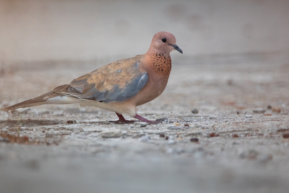 Tórtola Senegalesa - ML605278091