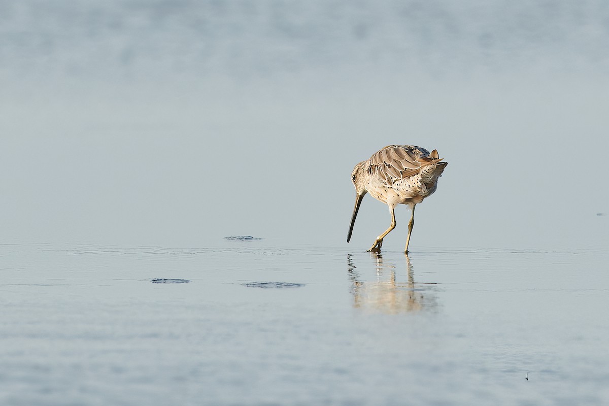 Short-billed Dowitcher - ML605278241