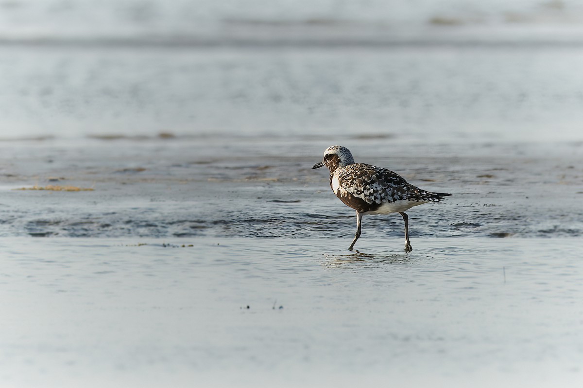 Black-bellied Plover - ML605278301