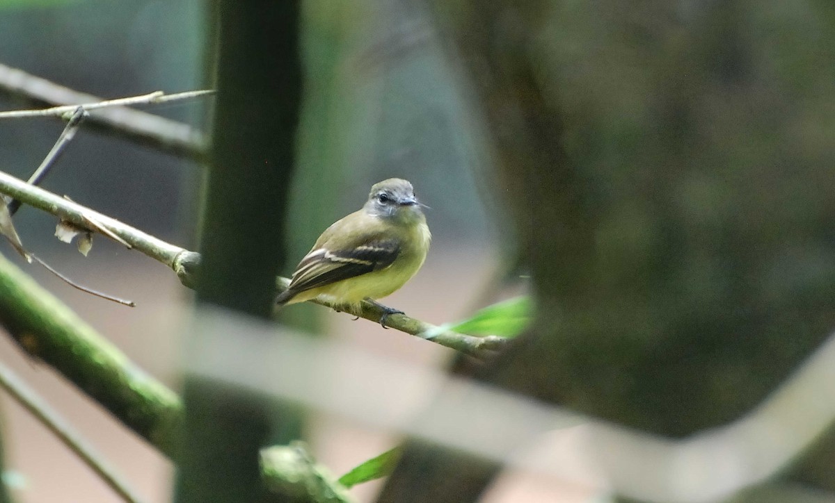 Black-billed Flycatcher - Timo Mitzen