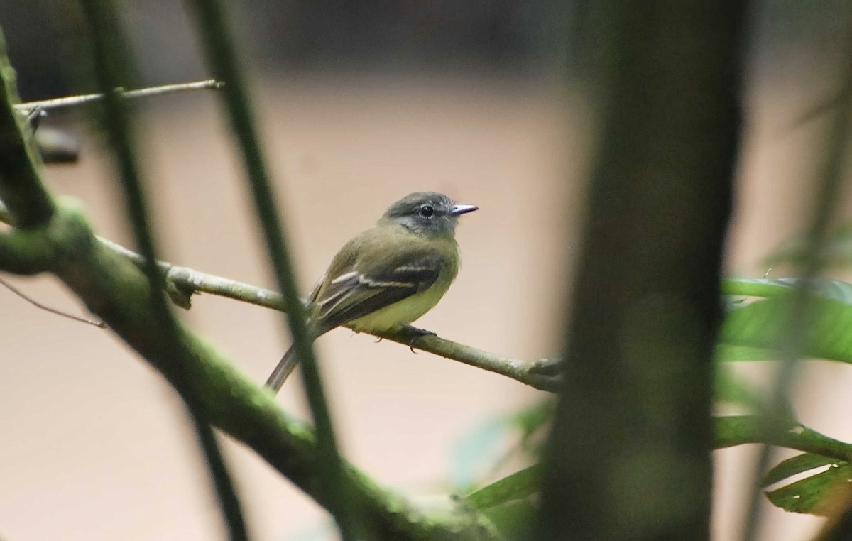 Black-billed Flycatcher - Timo Mitzen