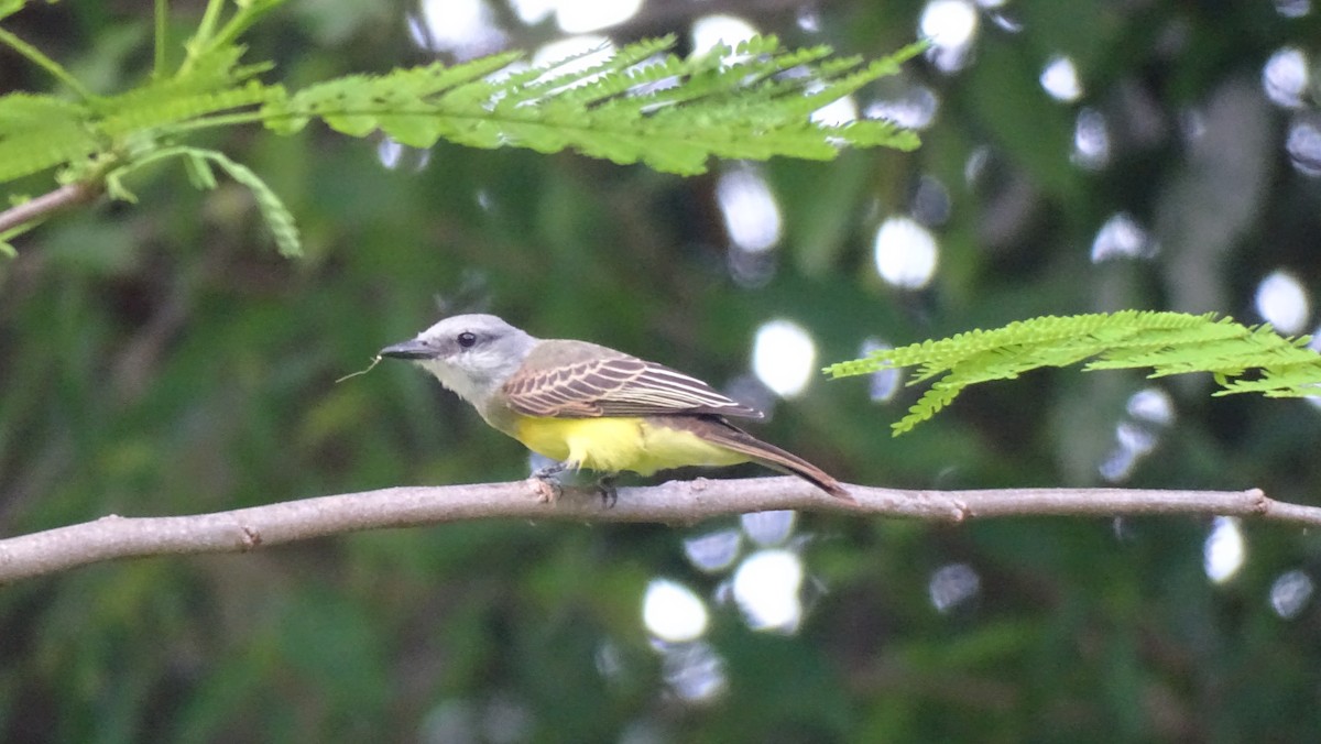 Tropical Kingbird - ML605278721