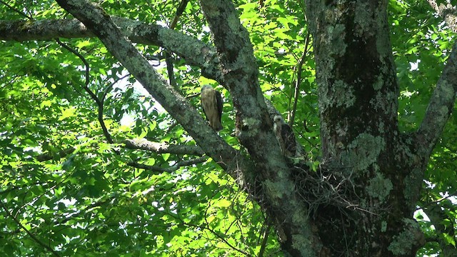 Broad-winged Hawk - ML605278851