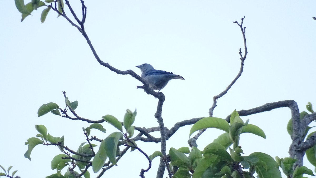 Blue-gray Tanager - Hoatzin Aname
