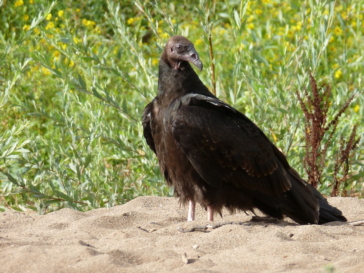 Turkey Vulture - ML605279991