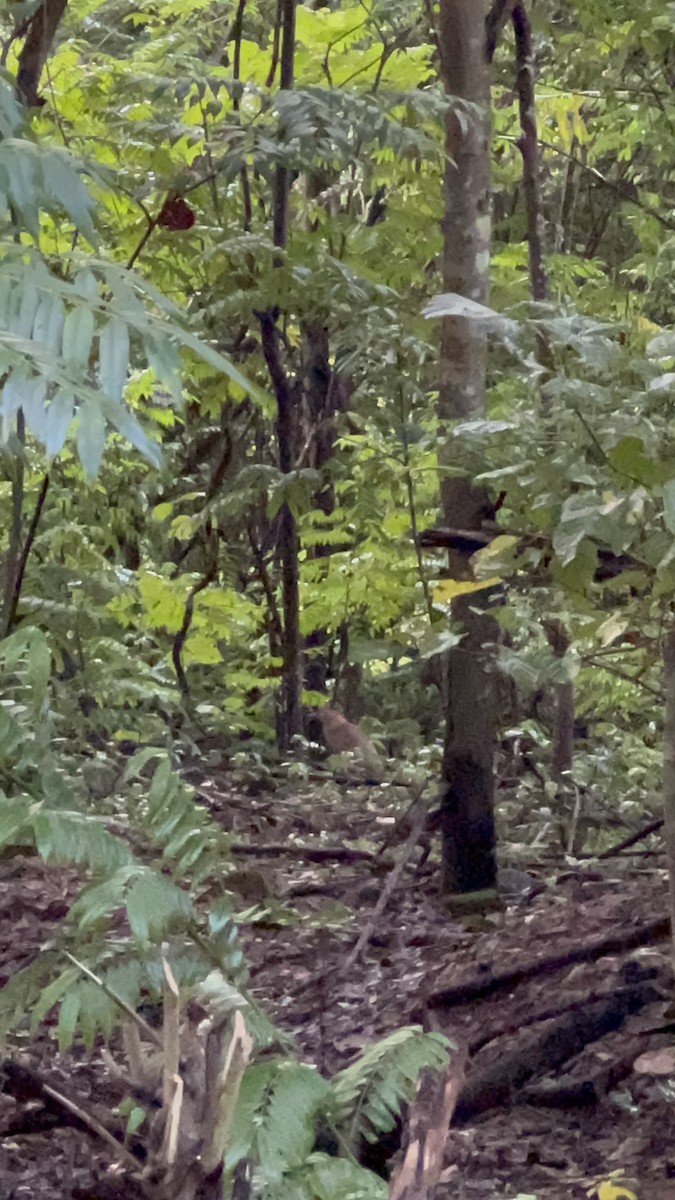 Malayan Night Heron - ML605280051