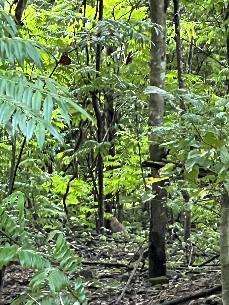 Malayan Night Heron - ML605280061