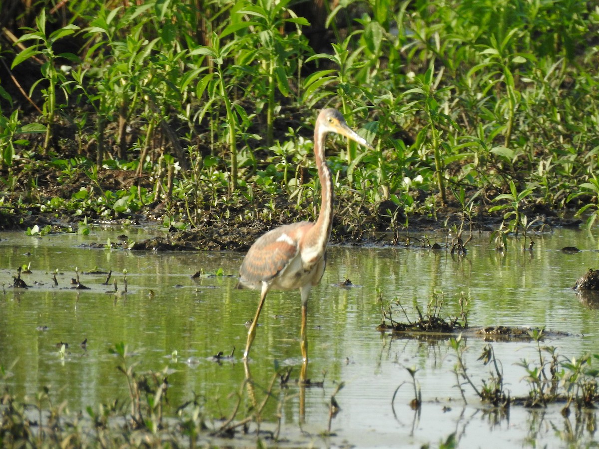 Tricolored Heron - ML605280331