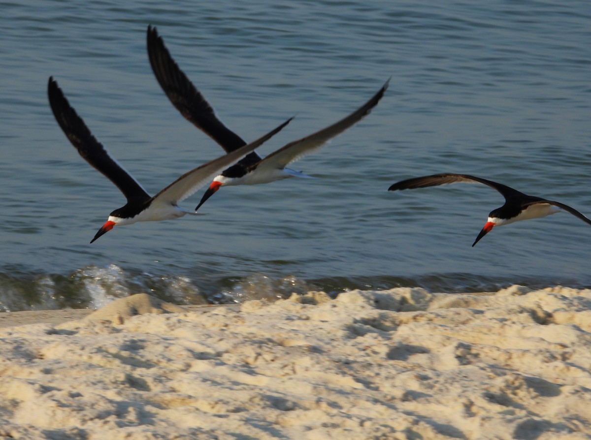 Black Skimmer - Eric Haskell