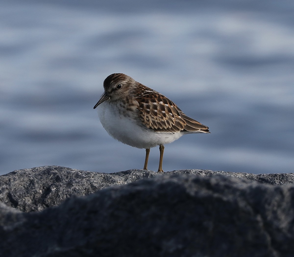 Least Sandpiper - ML605281291