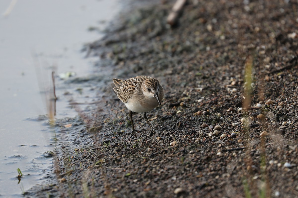 Semipalmated Sandpiper - ML605281311