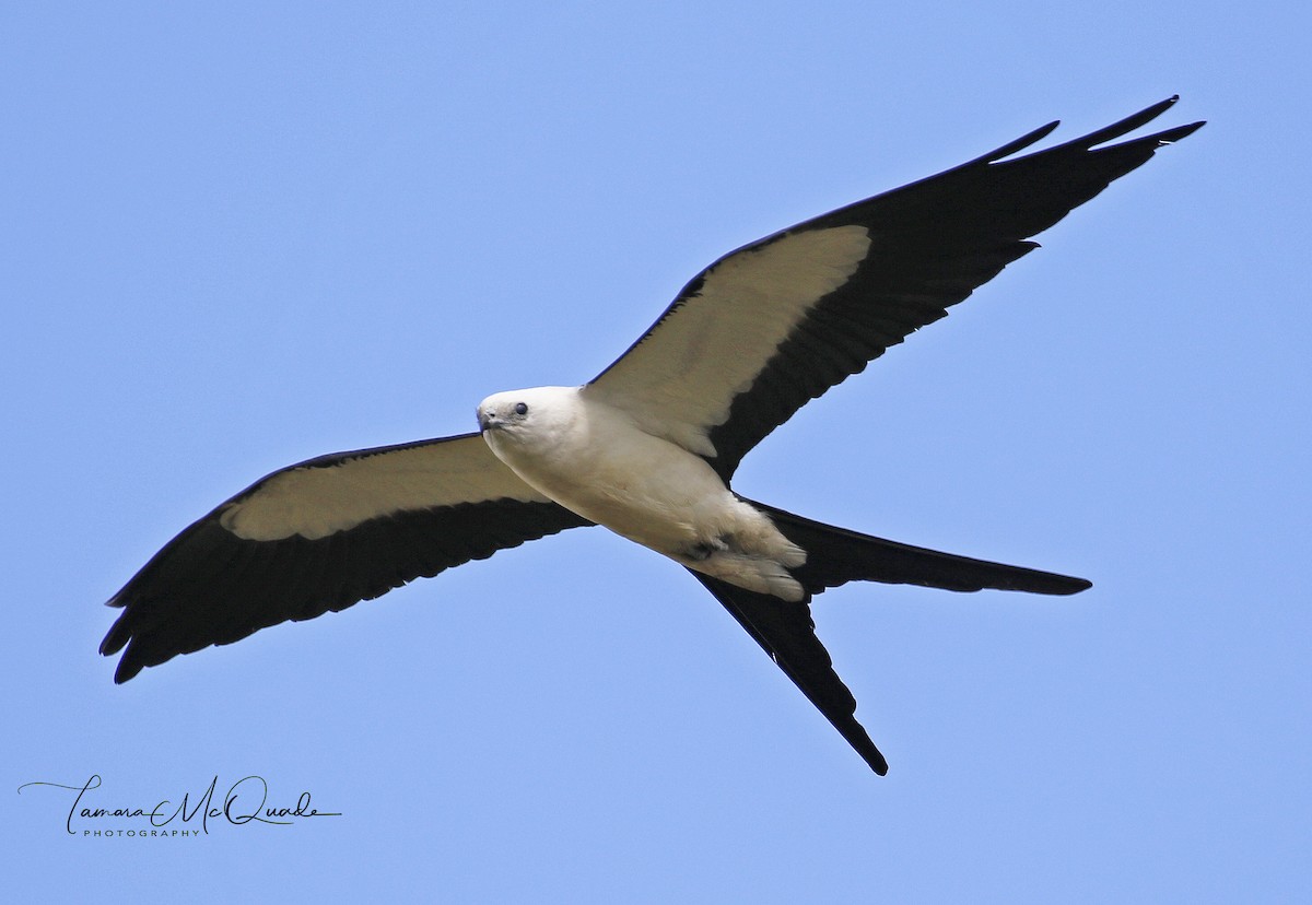 Swallow-tailed Kite - ML60528151