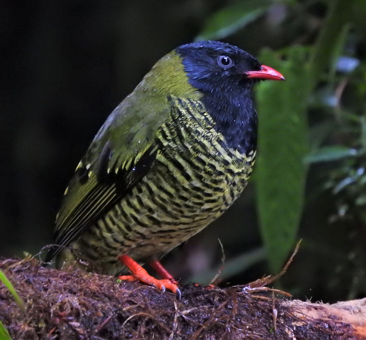 Barred Fruiteater - Mark Meunier