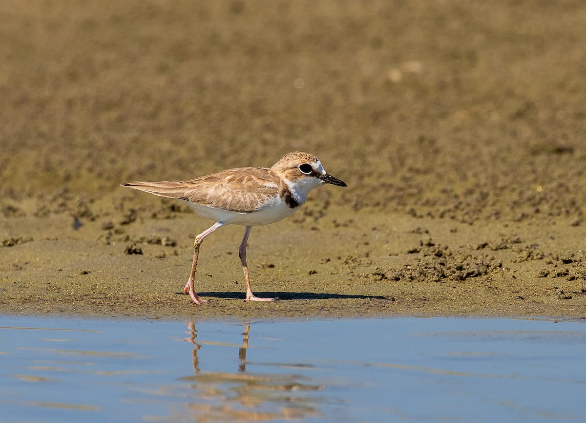 Collared Plover - ML605282021