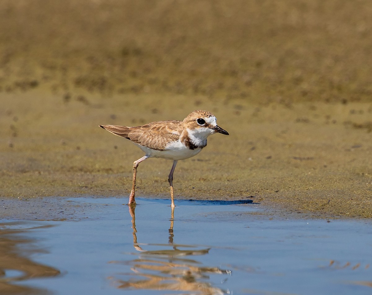Collared Plover - ML605282051