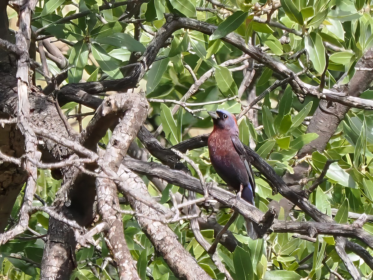 Varied Bunting - Scott Tuthill