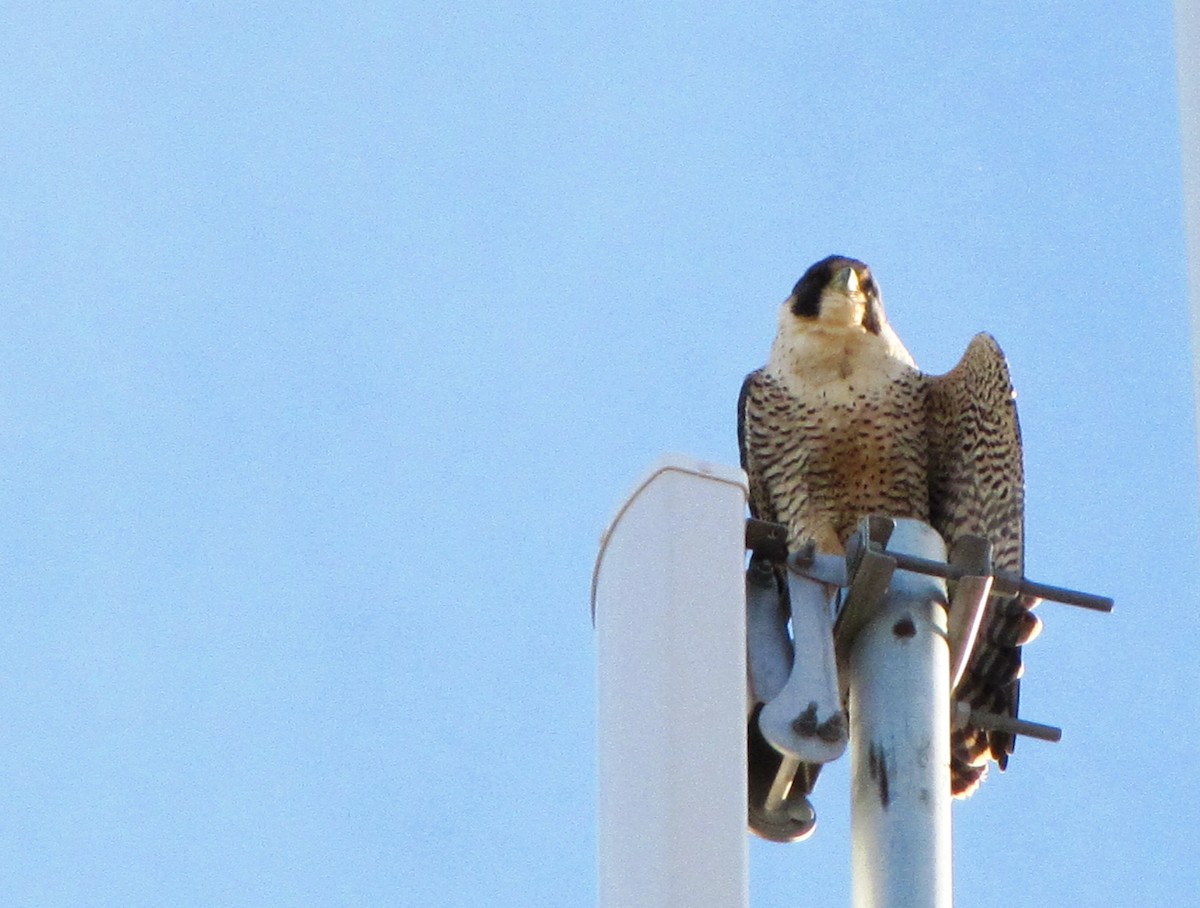 Peregrine Falcon (South American) - ML605284291