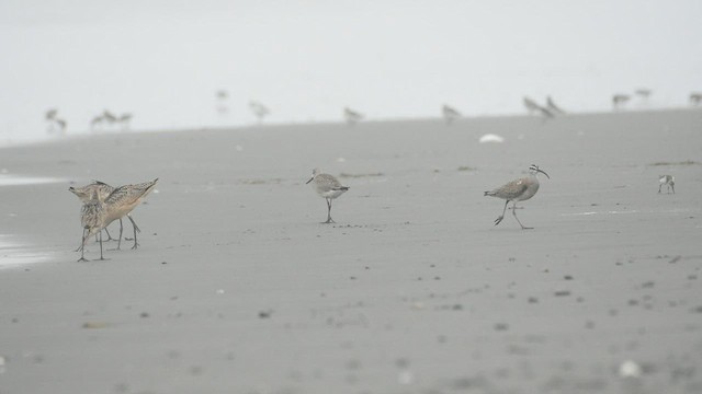 Hudsonian Godwit - ML605284351