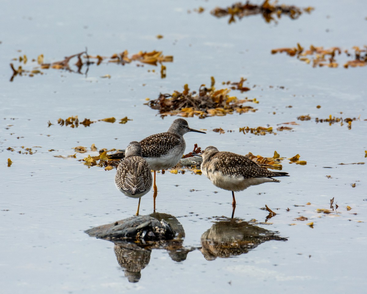 Lesser Yellowlegs - ML605284811