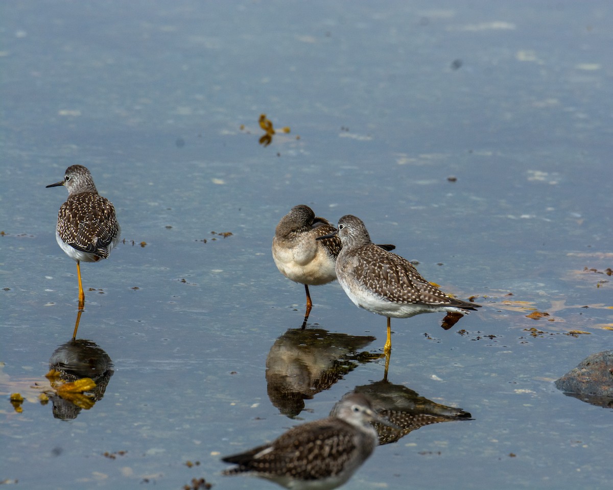 Lesser Yellowlegs - Maureen  Ellis