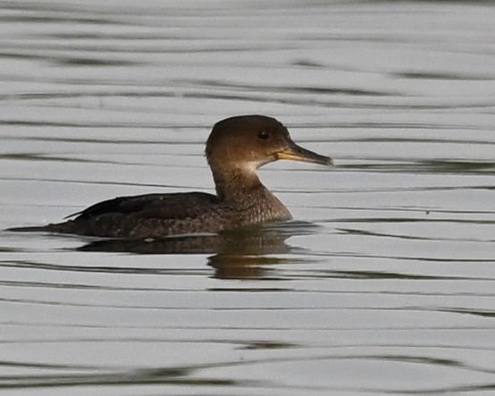 Hooded Merganser - ML605285161