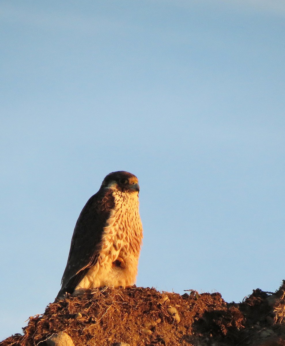 Peregrine Falcon (South American) - ML605285211
