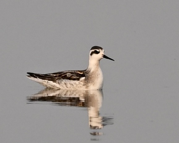 Phalarope à bec étroit - ML605286101